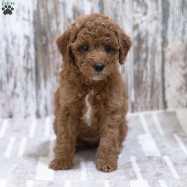 Kassia, Mini Labradoodle Puppy